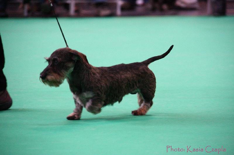 Crufts2011_2 873.jpg